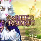 White Rabbit